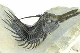 Spiny Psychopyge Trilobite - Huge For Species #362821-4